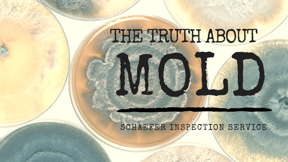 The Truth About Mold - Schaefer Inspection Service